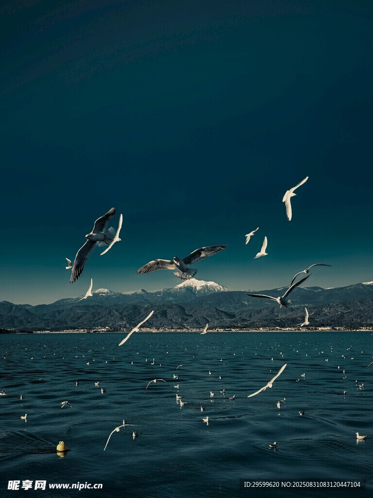 海面上飞翔的群鸟