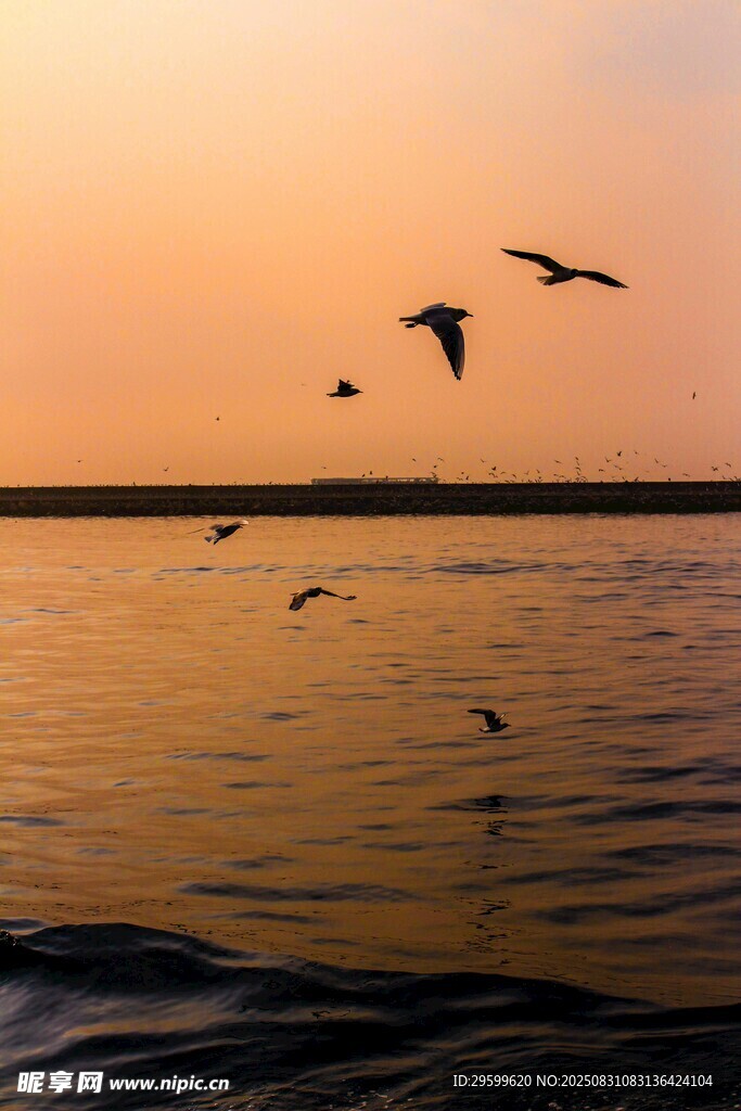 夕阳下飞鸟掠过平静水面