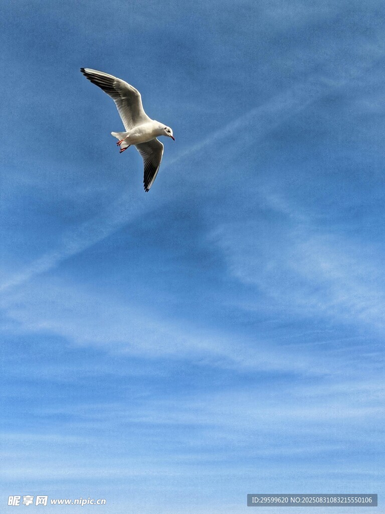 蓝天中翱翔的海鸥