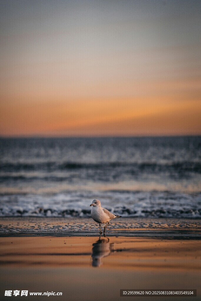 夕阳下沙滩上的孤独海鸥