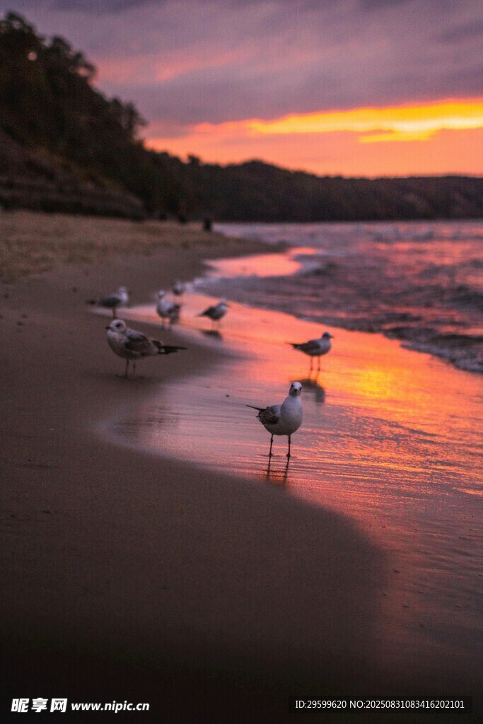 夕阳下海滩上的觅食海鸥