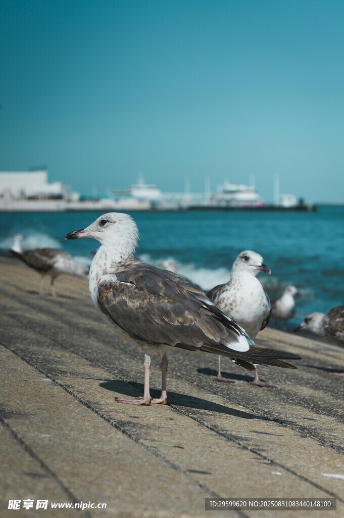 码头边的海鸥