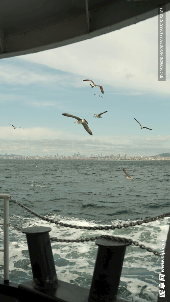 海上行船伴海鸥飞翔