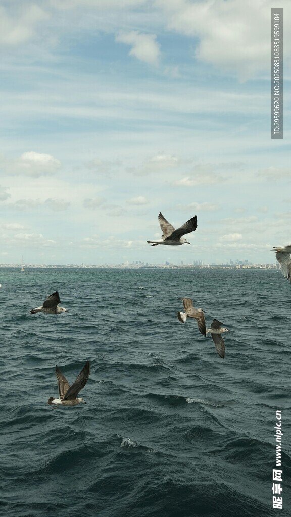 海面上飞翔的一群海鸟