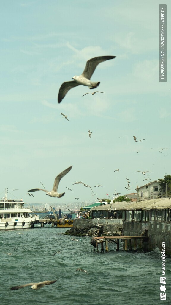 海港上空飞翔的成群海鸥