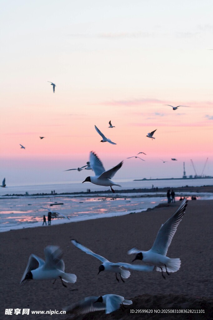 夕阳下海滩上的飞翔海鸥