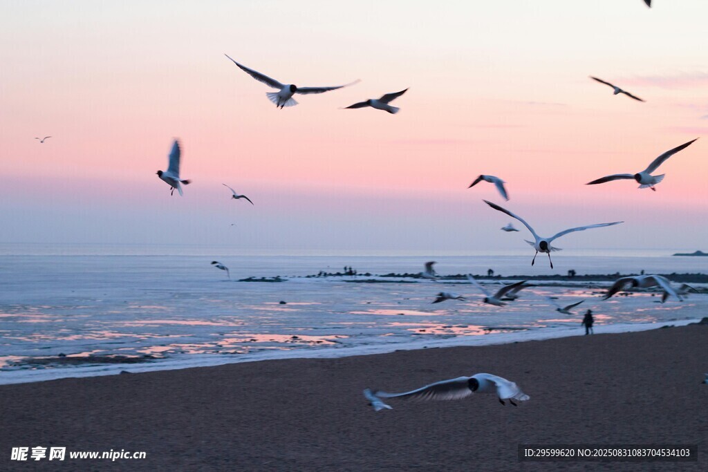 夕阳下海滩飞鸟的美景