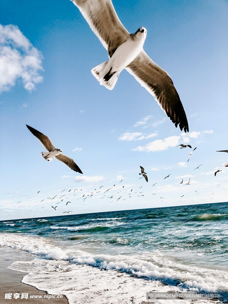 海边翱翔的海鸥