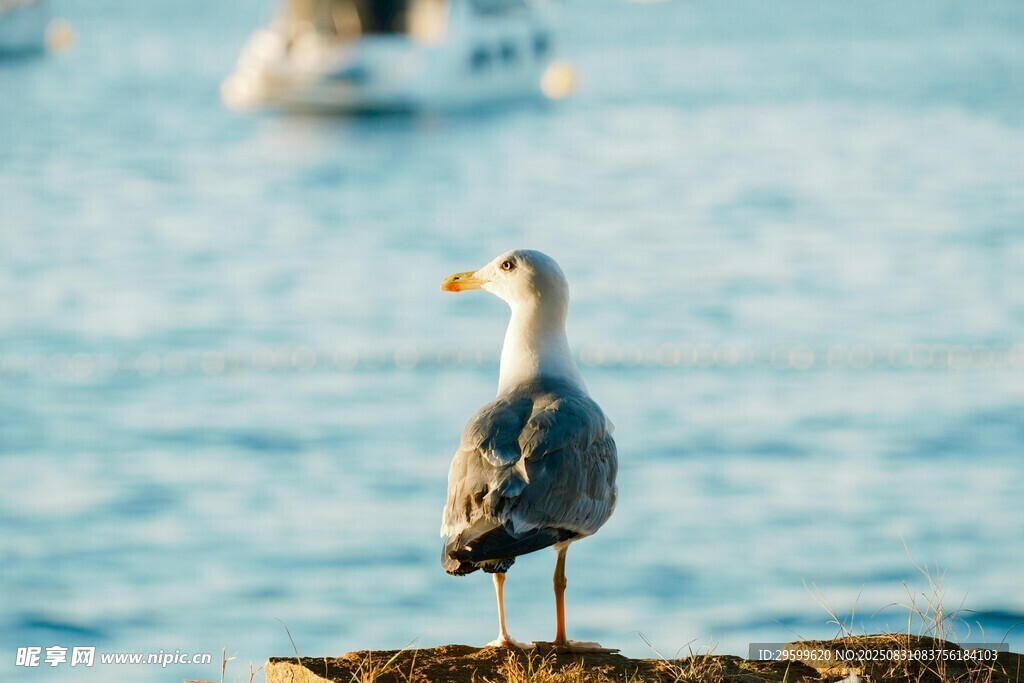 海边岩石上的孤独海鸥