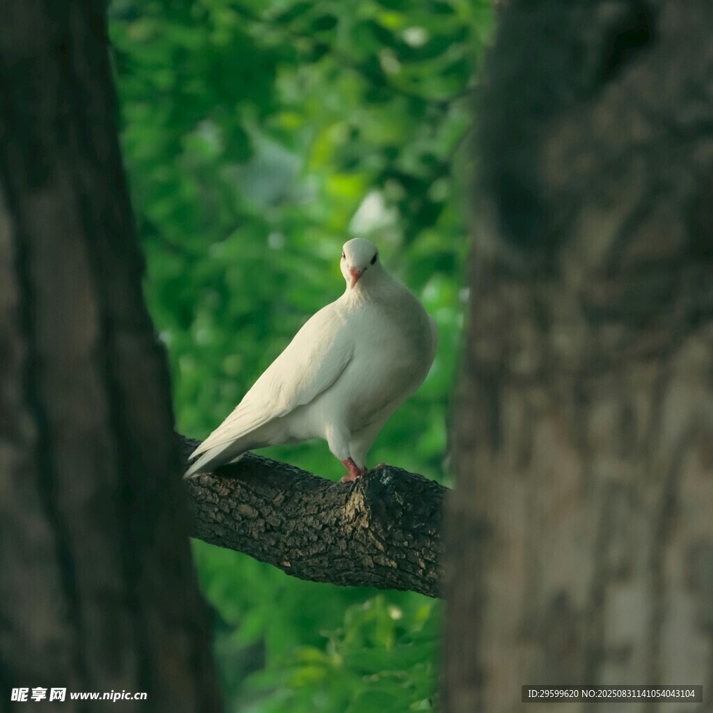 枝头白鸽