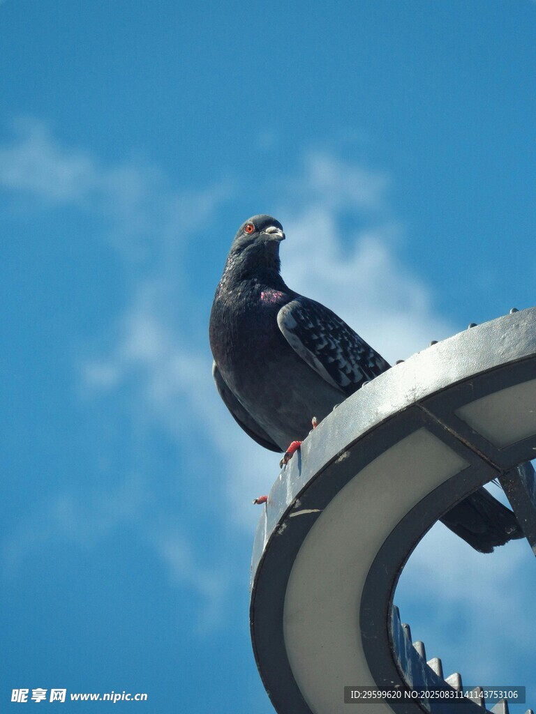 黑鸟立于金属结构之上