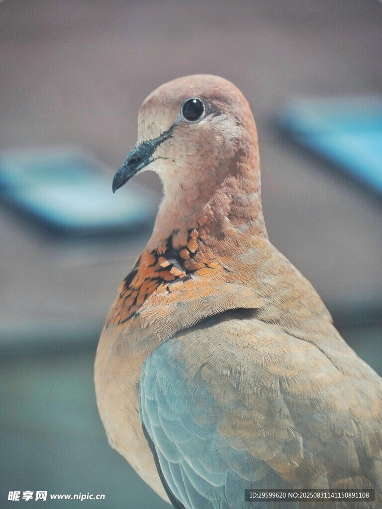优雅斑鸠特写