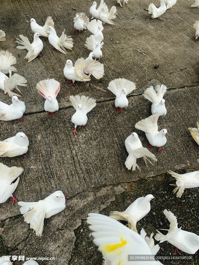 地面上散落的白色鸽子尸体