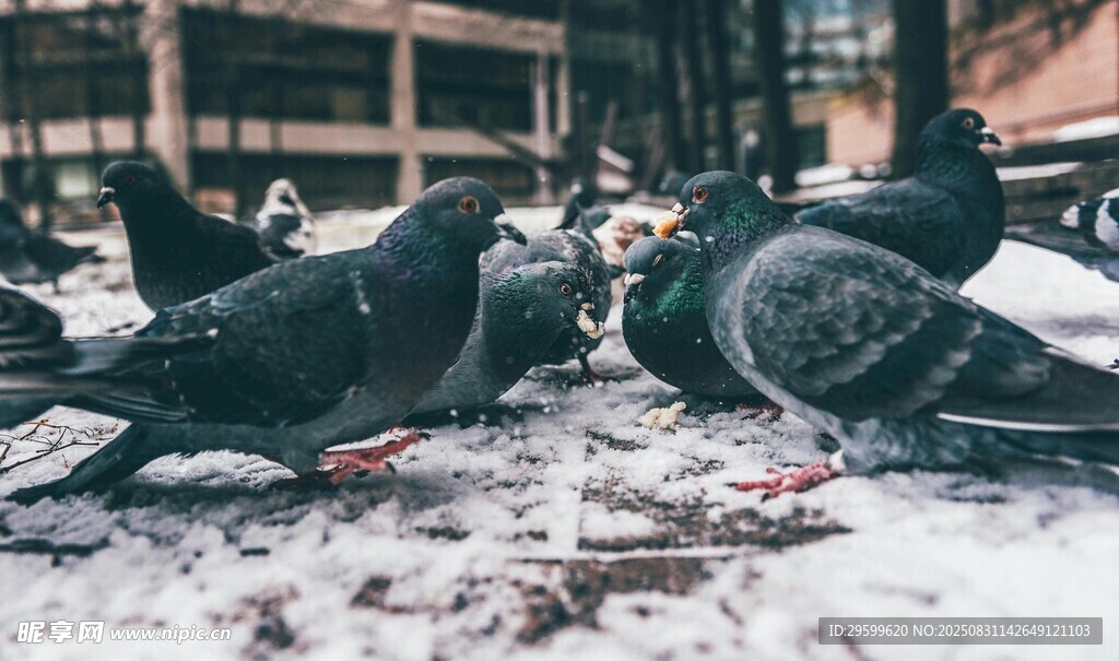 雪地中觅食的一群鸽子