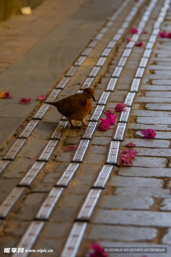 小雀漫步落花砖石路