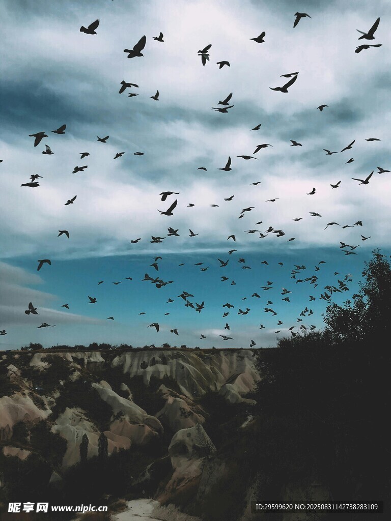 群鸟翱翔于广袤天地间