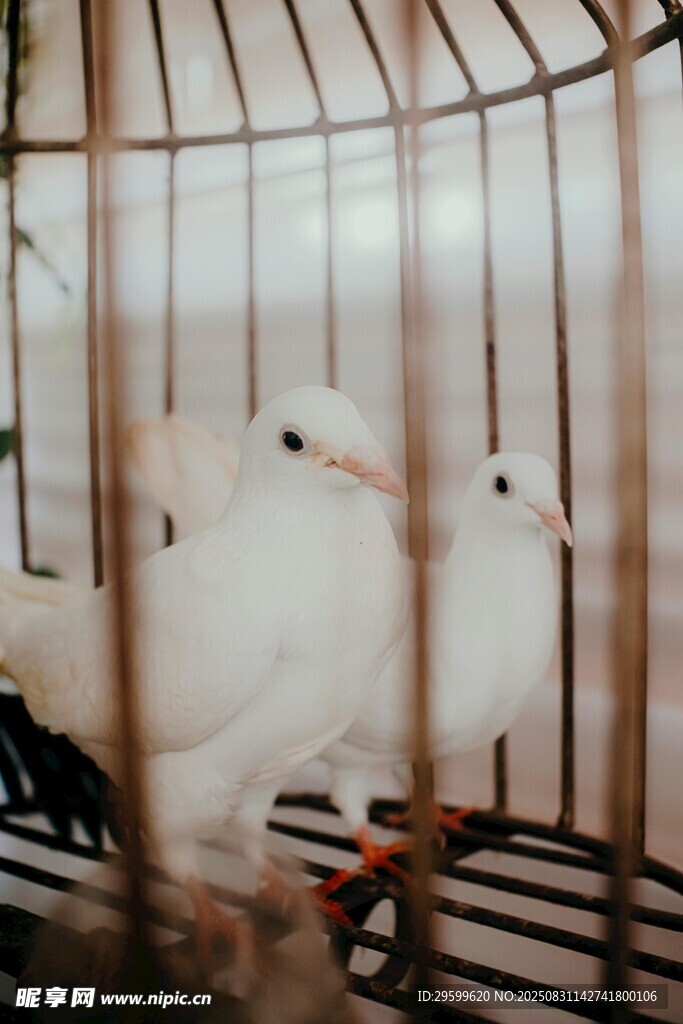 笼中双鸟