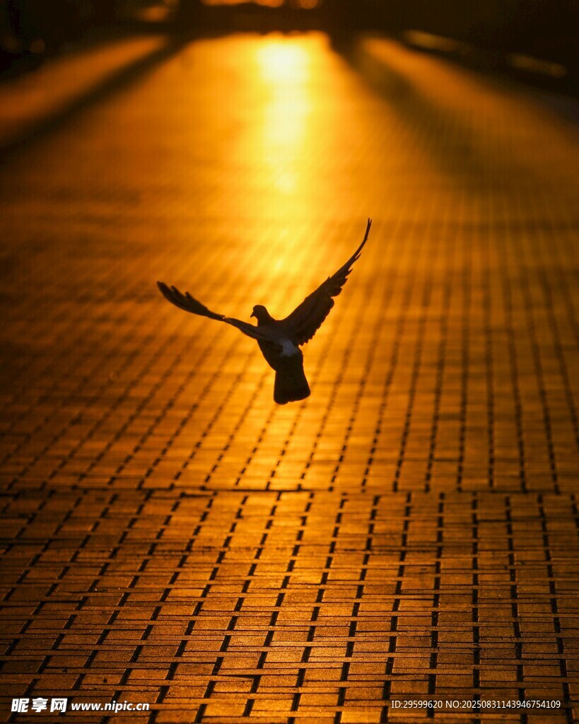 夕阳下飞鸟于砖石路翱翔