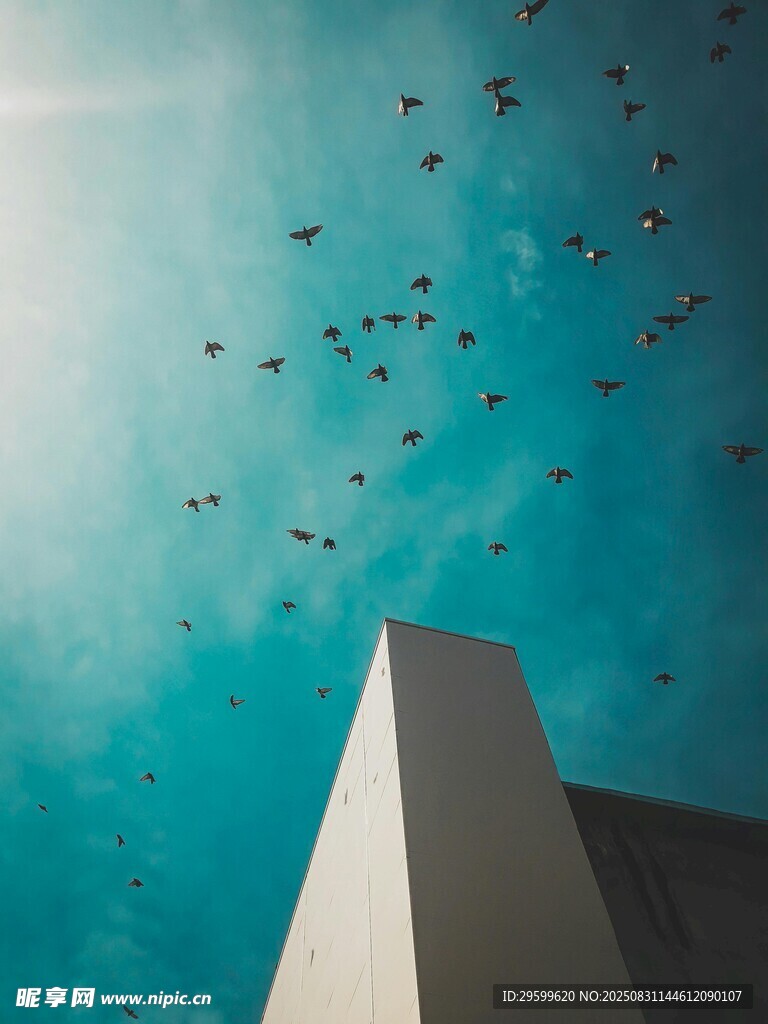 仰望飞鸟与建筑天空之景