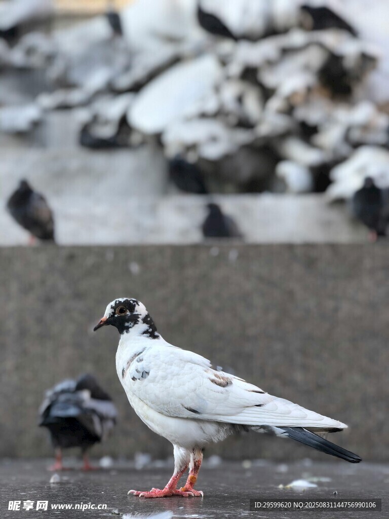 灰白鸽子立于地面