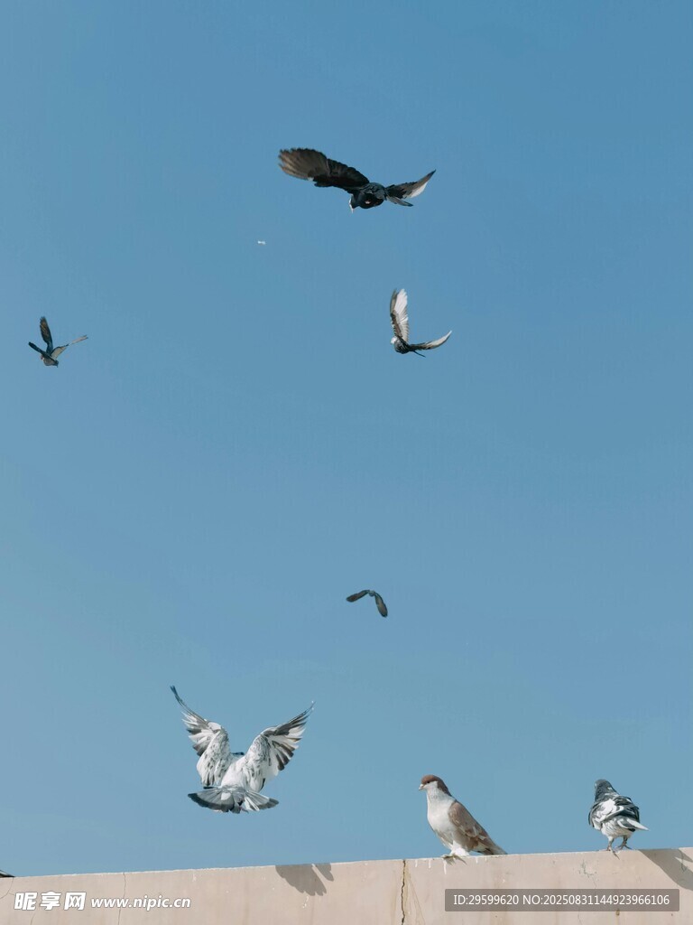 天空下飞翔与休憩的鸟儿