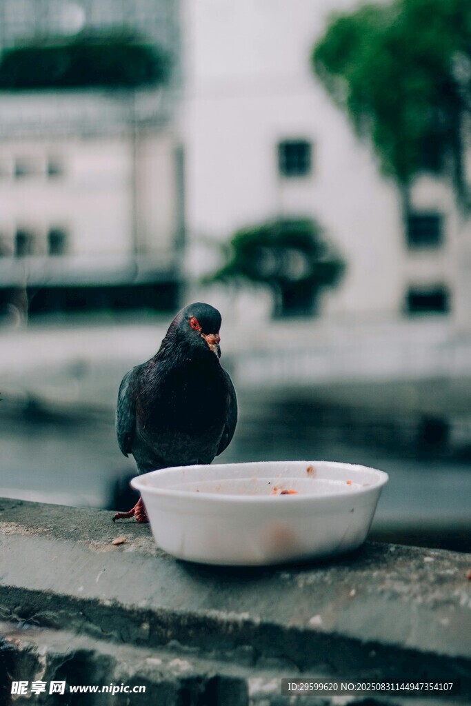 石台上鸽子与白色食碗