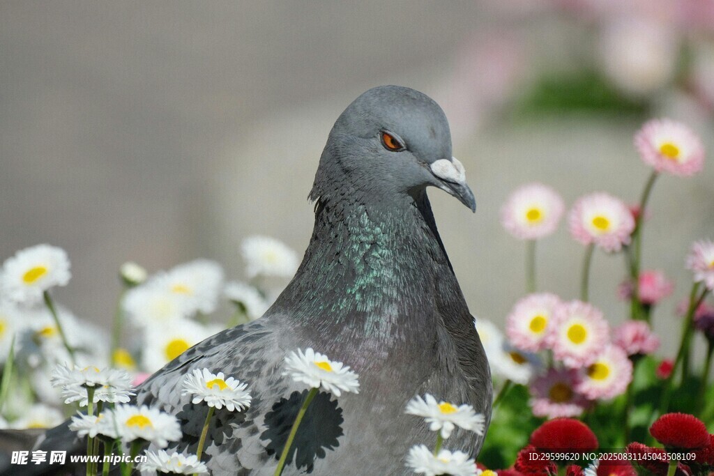 鸽子立于缤纷花丛中