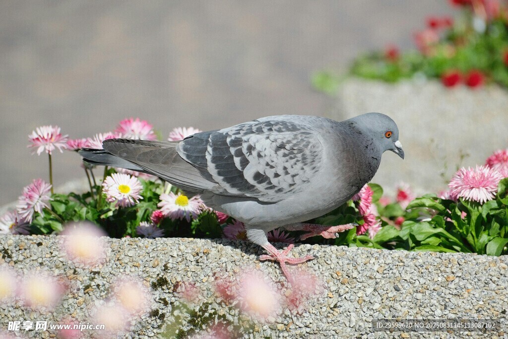 石上灰鸽伴繁花