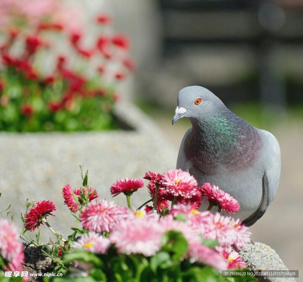 鸽子立于缤纷花丛中