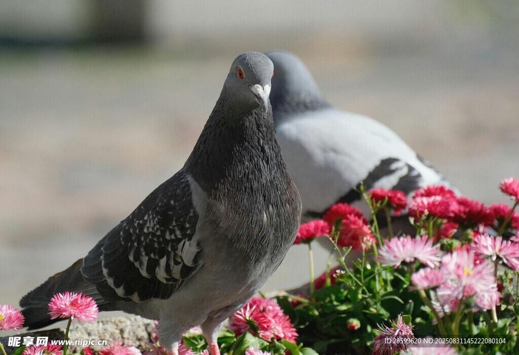 鸽子立于花丛中