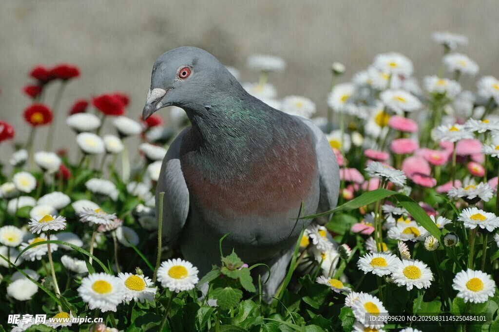 花丛中的鸽子