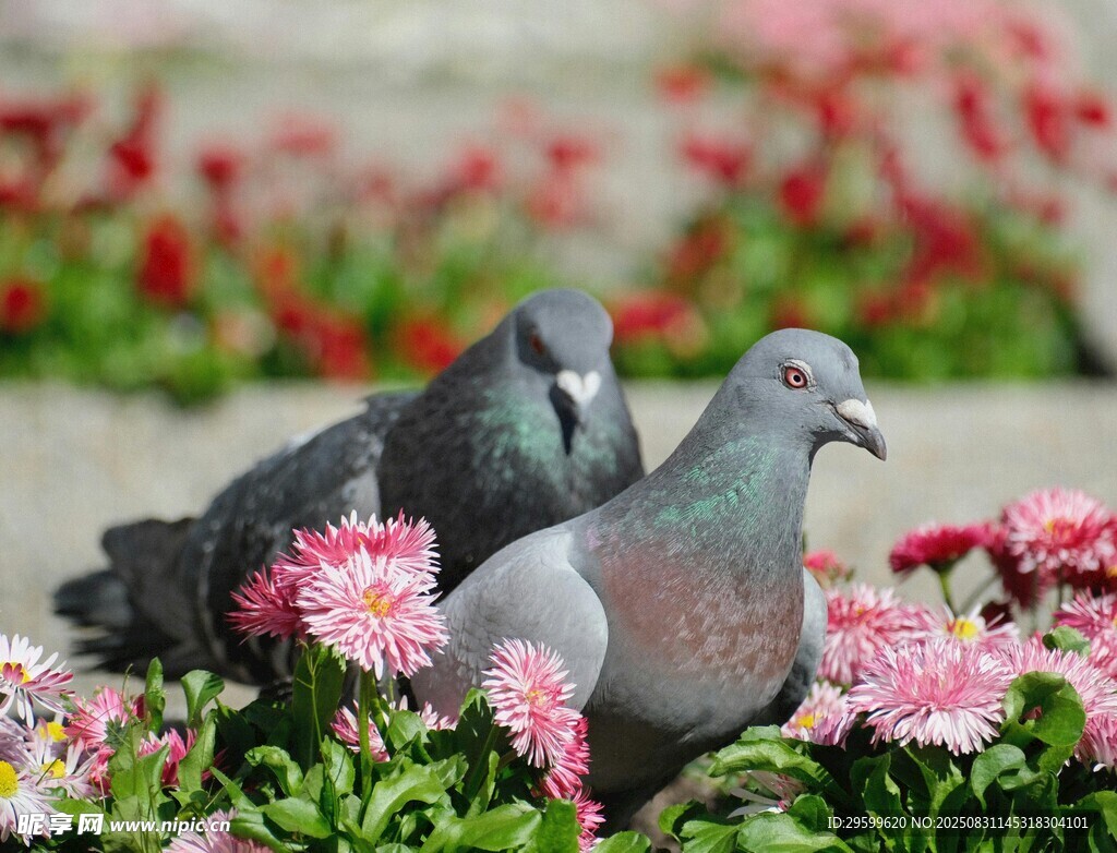 花丛中的鸽子