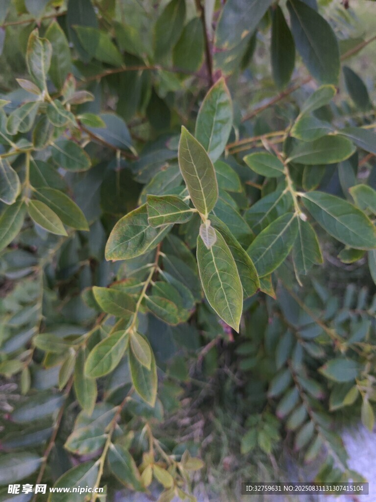 绿叶植物特写