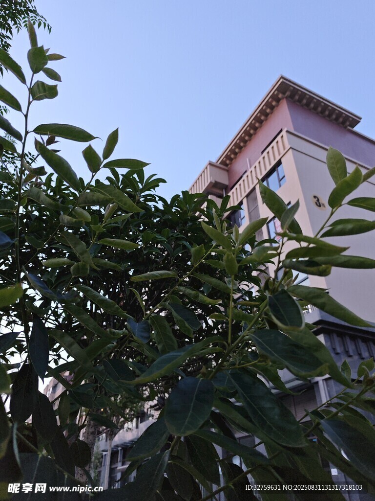 绿叶掩映下的粉色建筑