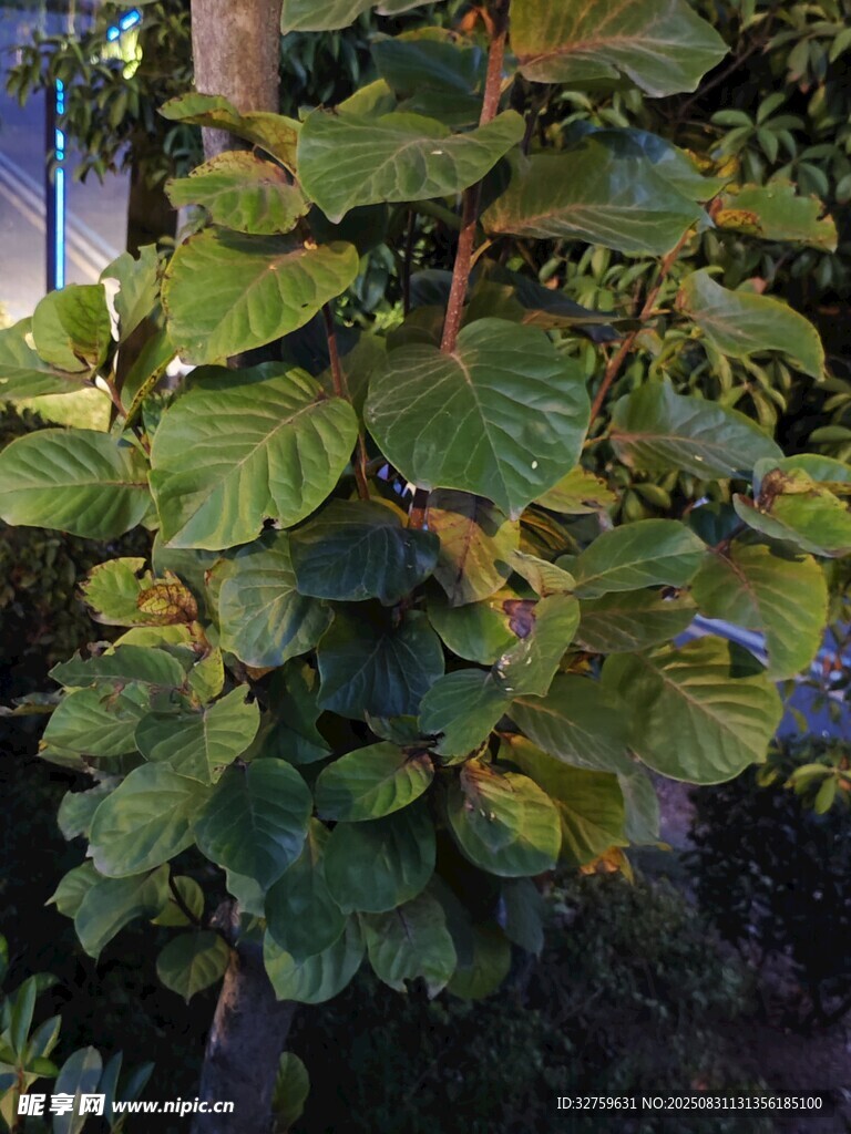 绿叶繁茂的猕猴桃植株