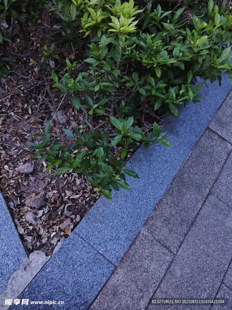 路边绿植与蓝色边缘景观