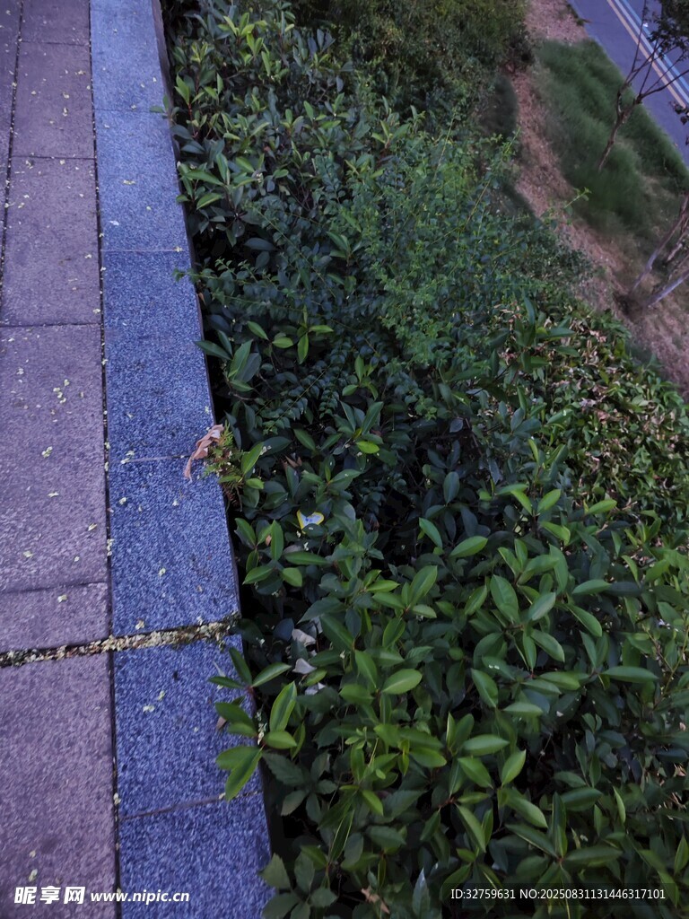 路边绿植景观