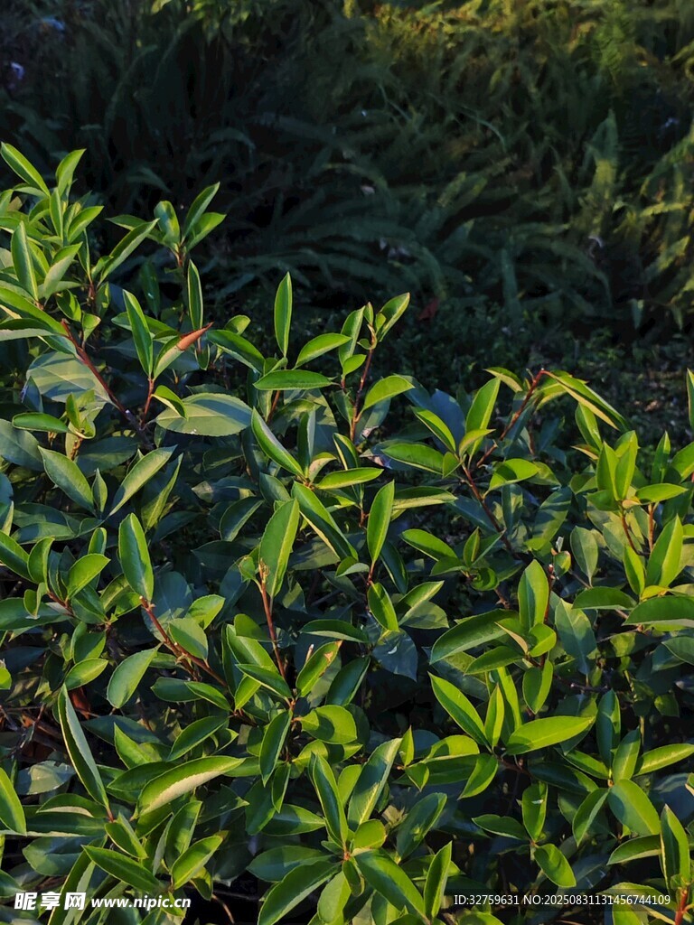 阳光下的翠绿植物