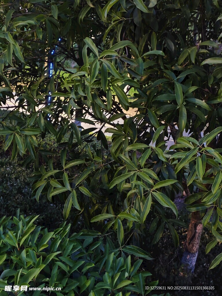 繁茂绿叶间的生机景象