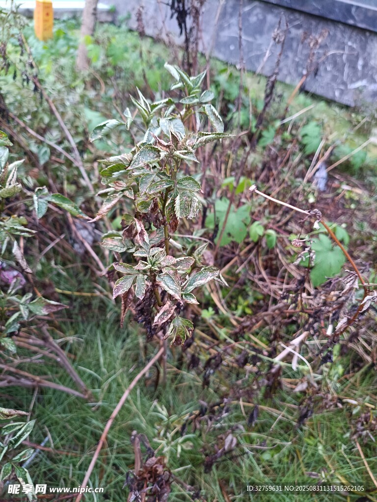地面上的杂乱植物