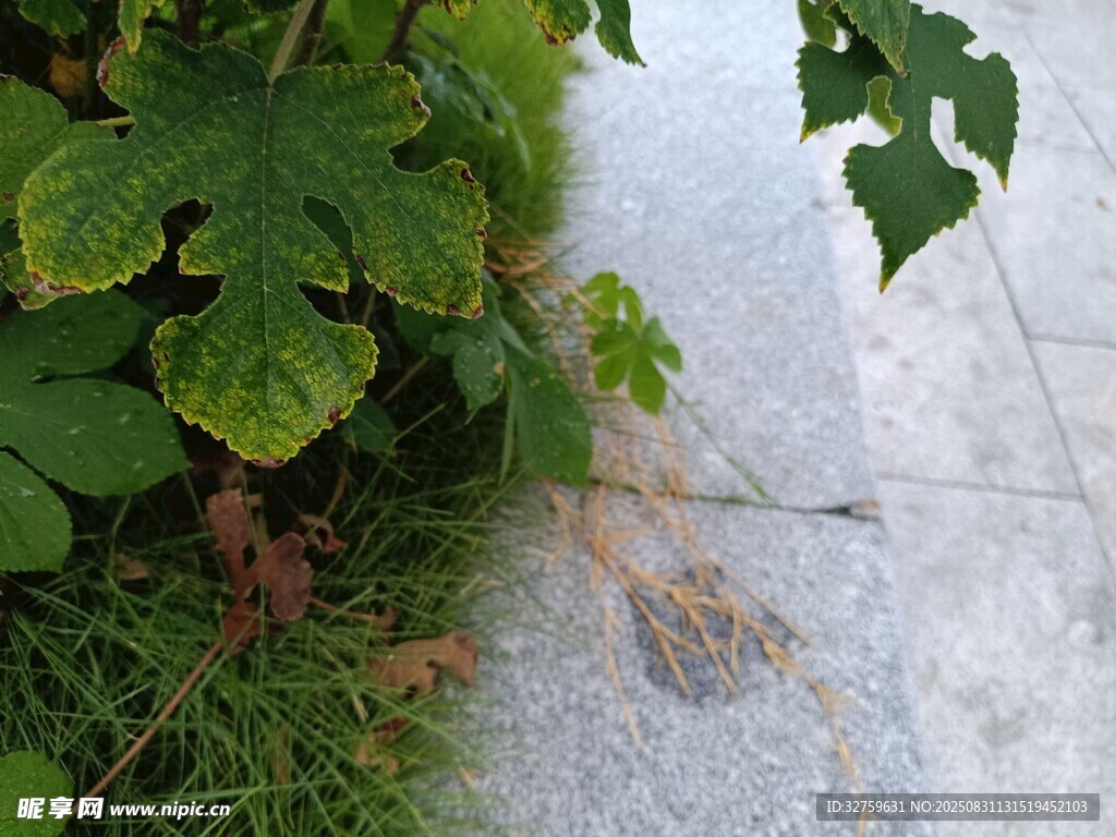 石板旁的翠绿植物
