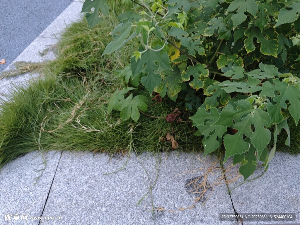 路边生长的绿色植物