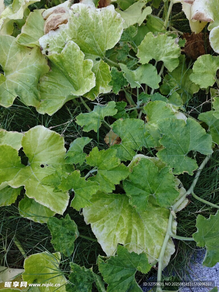 翠绿斑斓的矾根植物