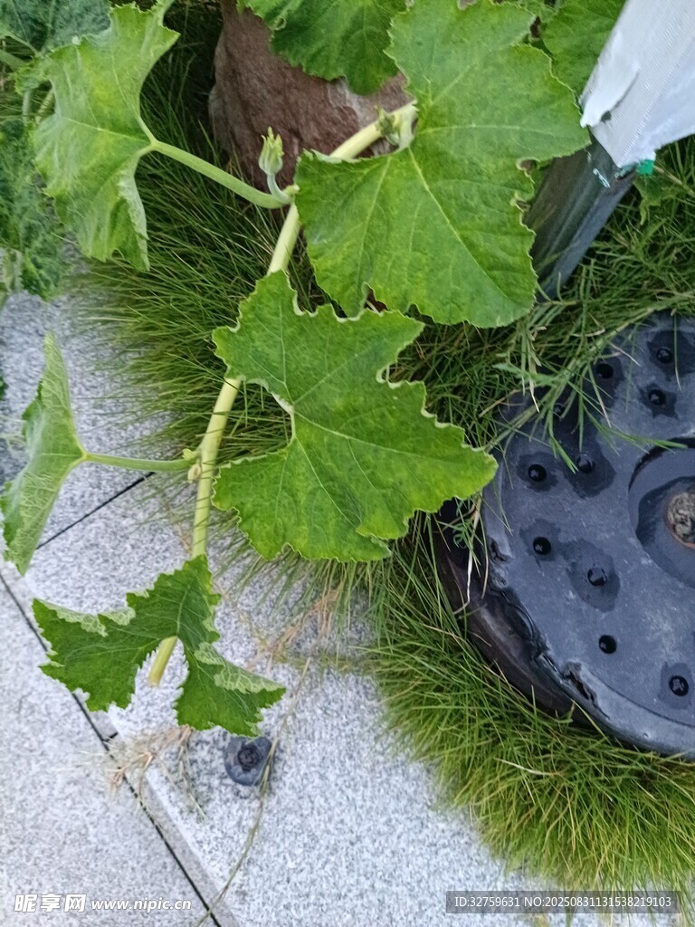 庭院中的绿植与黑色物件