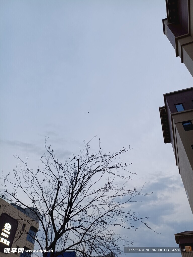 冬日楼间枯树与淡蓝天