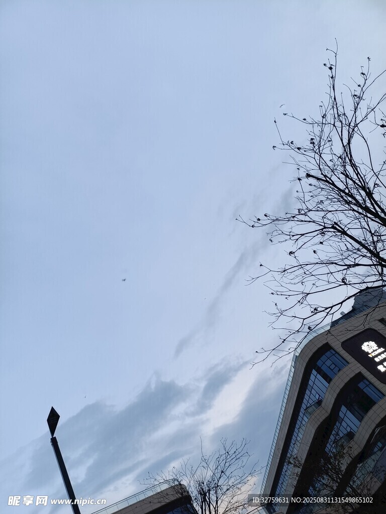城市天空下的建筑与树枝