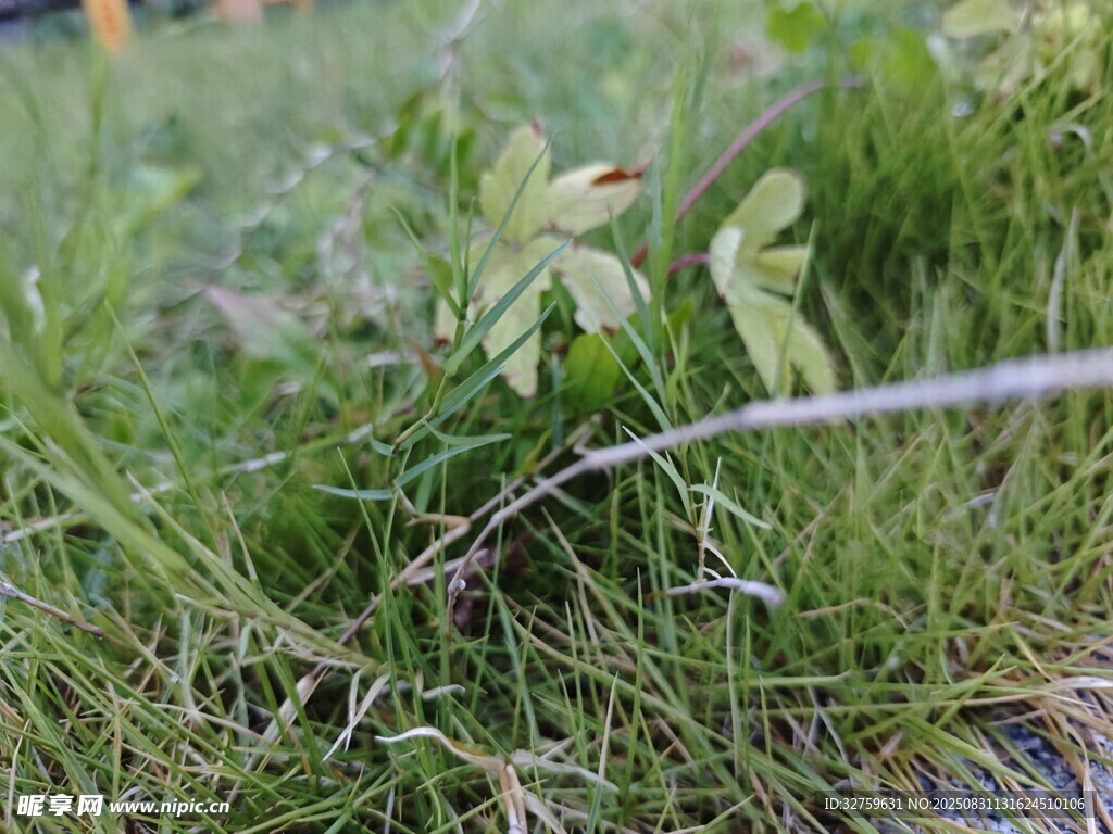 草地上的细长物体