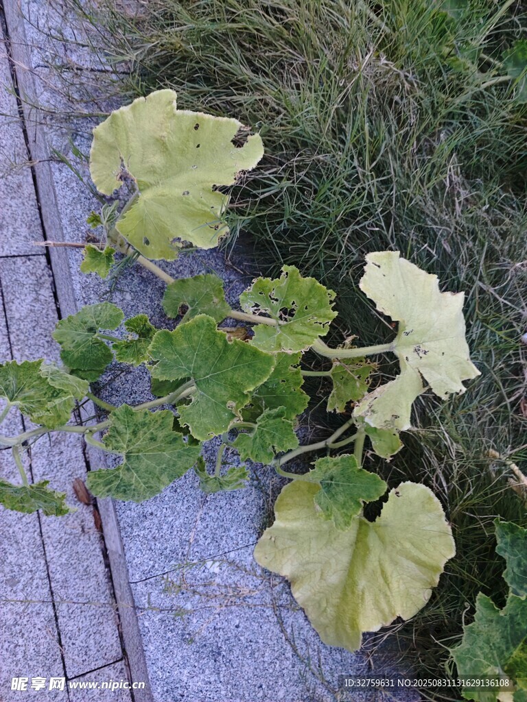 路边生长的黄绿色叶片植物