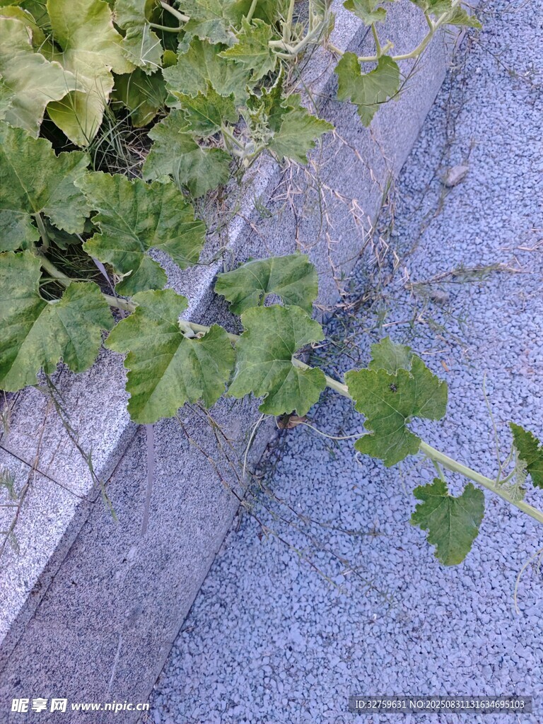 墙边翠绿藤蔓生机盎然