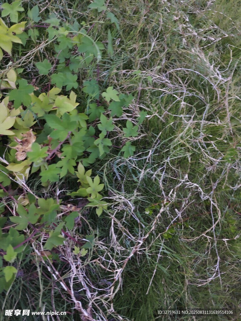 地面上的绿植与白色藤蔓